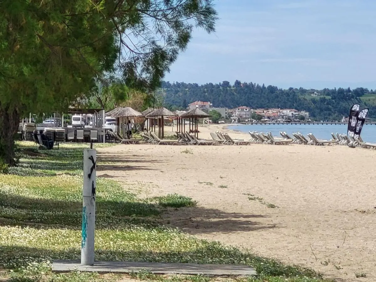 Sandy beach with pine trees